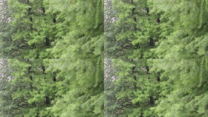 雨中的花草树木