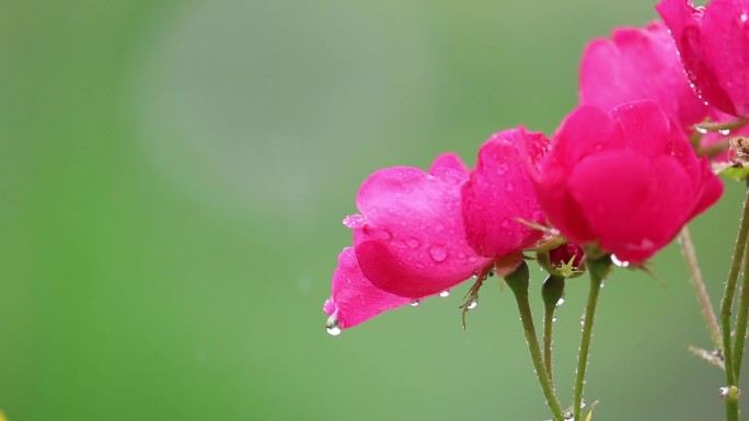 雨中的花草树木