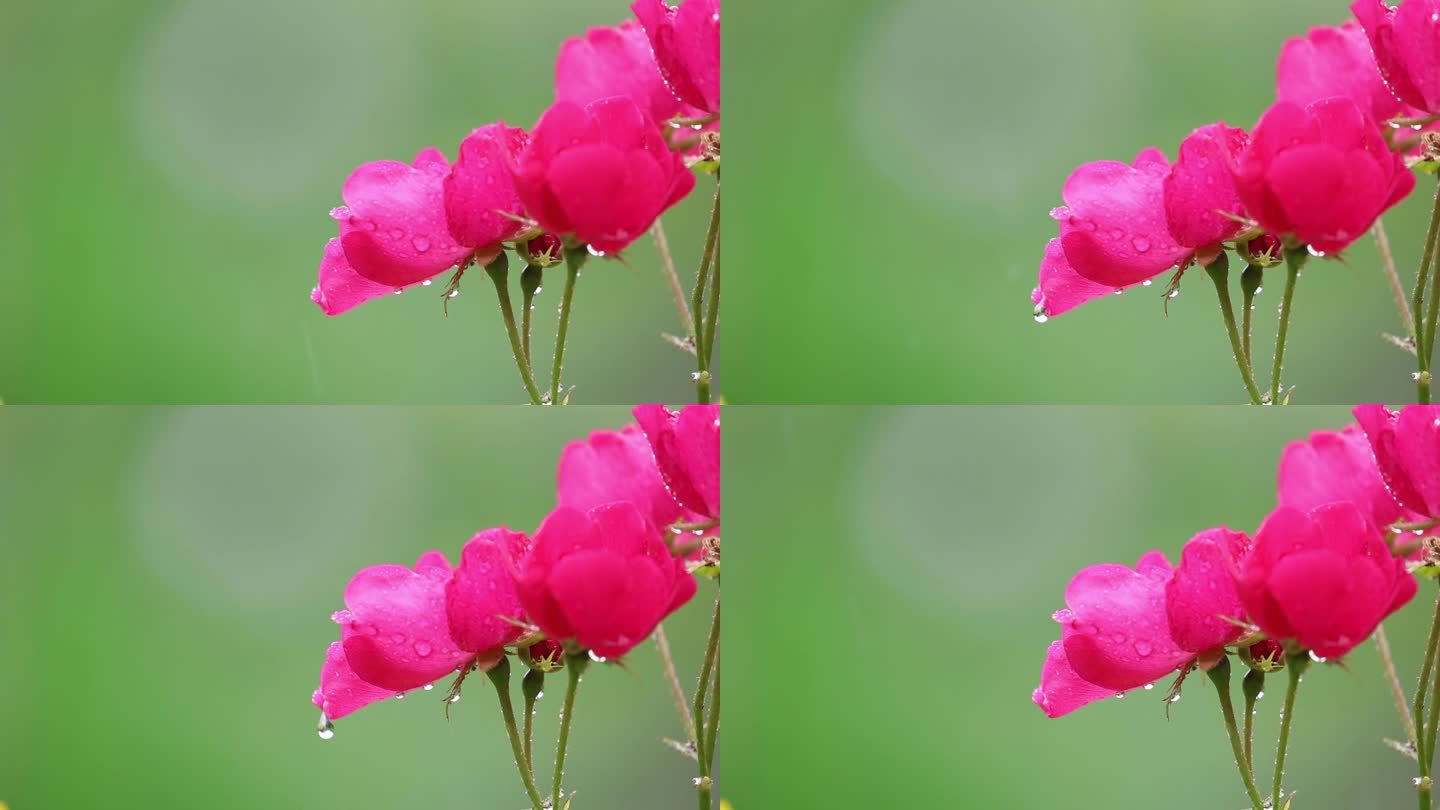 雨中的花草树木