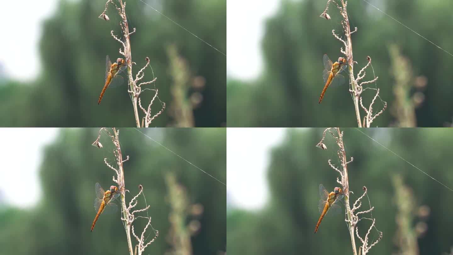 驻足在枯枝上休息的黄色蜻蜓黄蜻