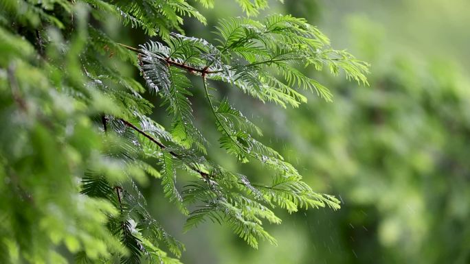 雨中的花草树木