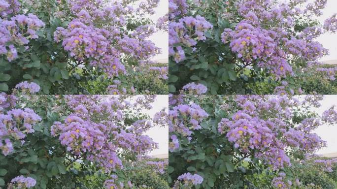 紫薇花、蜜蜂采蜜