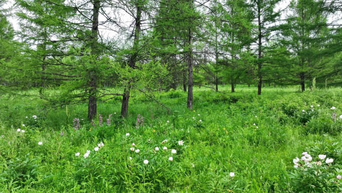 林间草甸野花盛开