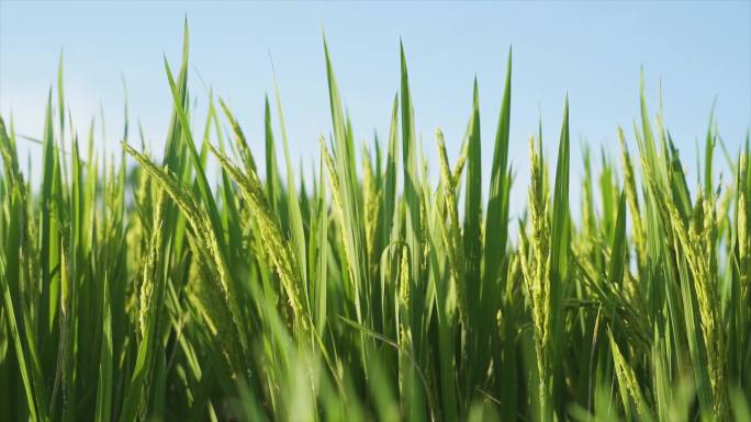 水稻稻花稻穗农民擦汗播散种子希望的田野上
