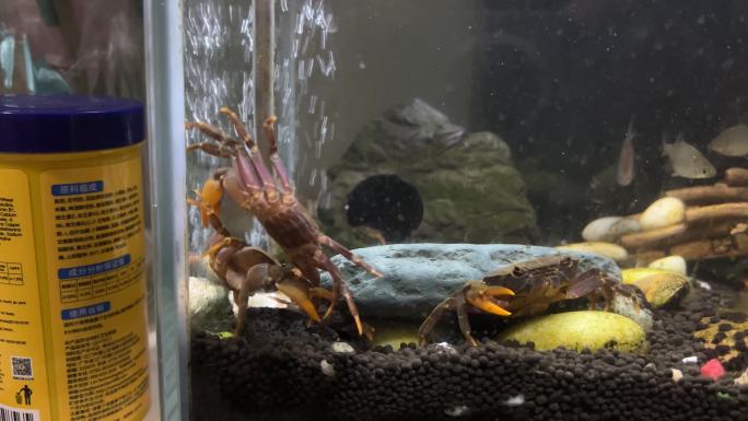 鱼缸里的两只小螃蟹打架