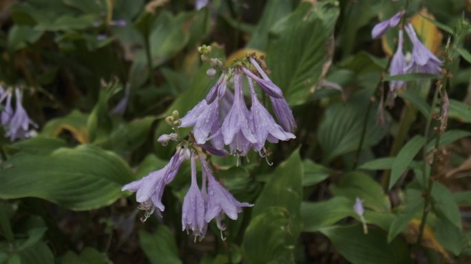 玉簪花的花语为宽和清丽脱俗冰清玉洁紫色