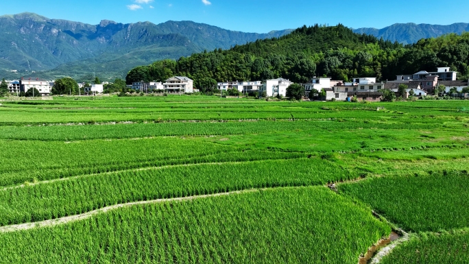 航拍山区内种植稻田水稻