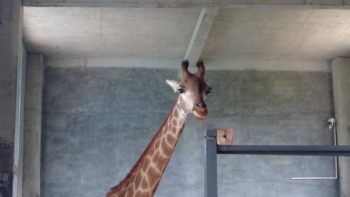 郴州东湖动物园美丽的长颈鹿4