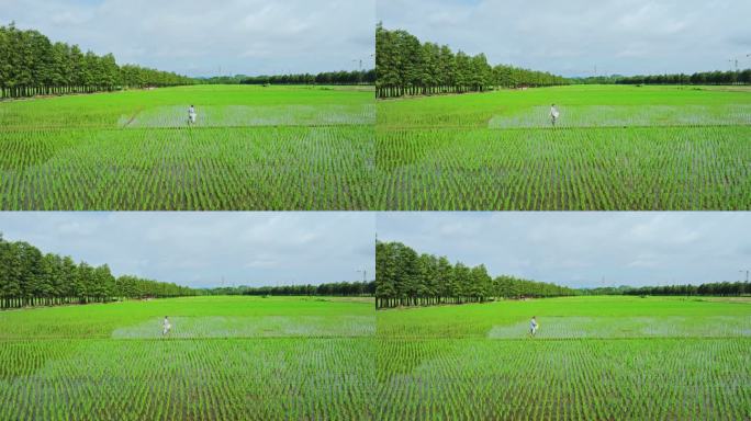 4k水稻种植田间管理蓝天绿色稻田生态航拍