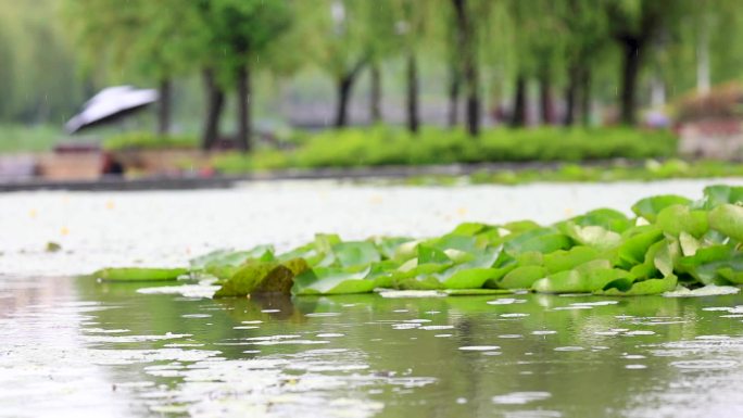 雨中的花草树木