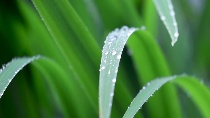 雨中的花草树木