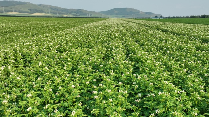 马铃薯花土豆地
