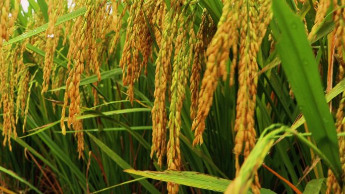 秋天水稻成熟稻穗沉甸甸的乡村振兴