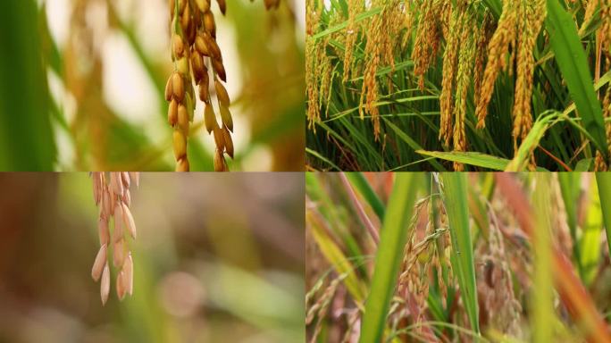 秋天水稻成熟稻穗沉甸甸的乡村振兴