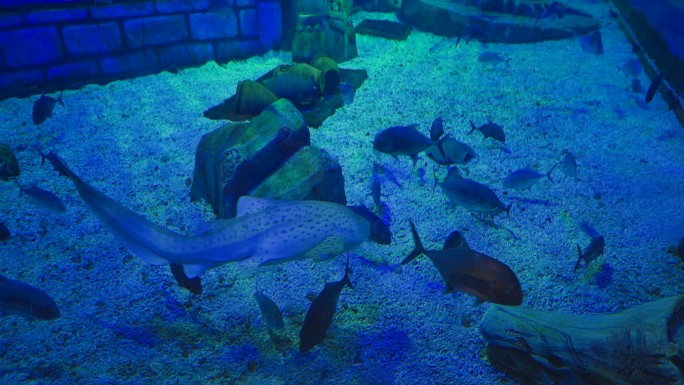 海底骨骼和鱼类展览馆