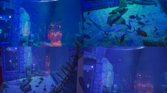 海底骨骼和鱼类展览馆