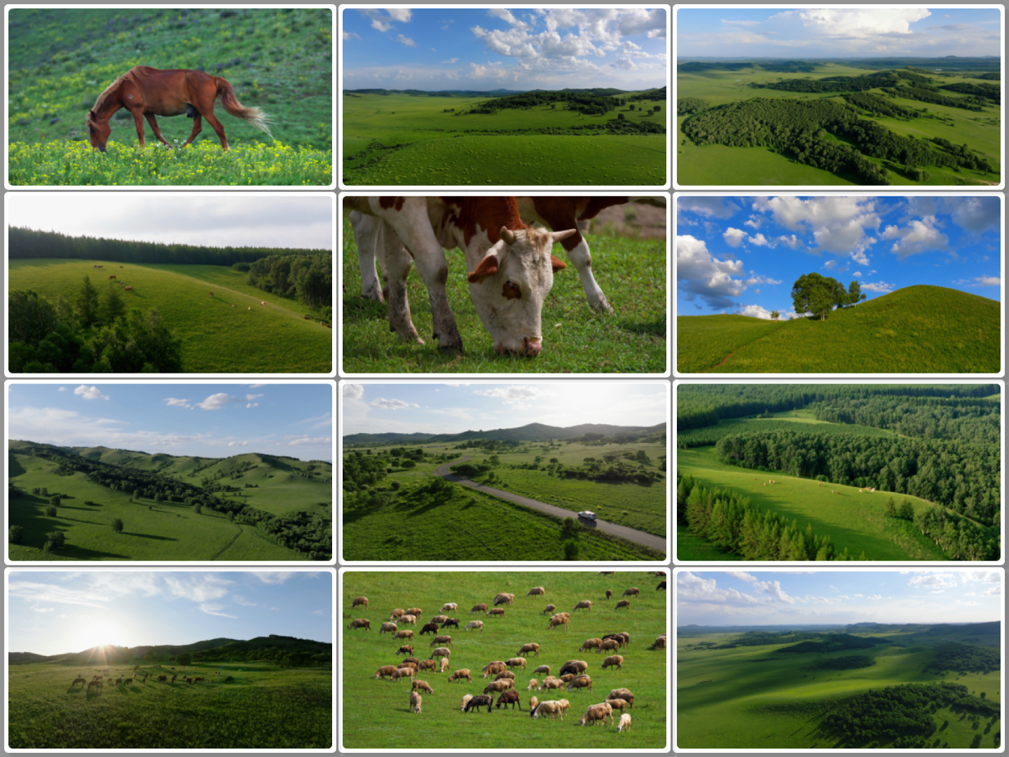绿色生态草原 牧场 夕阳 马群 牛羊吃草