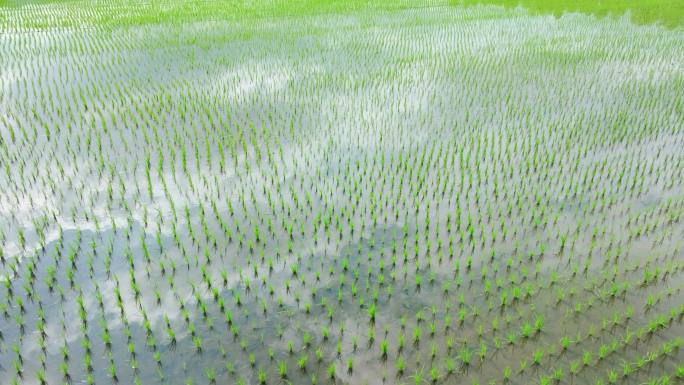 4k水稻种植秧苗粮食蓝天绿色稻田生态航拍