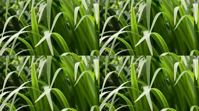 雨中的花草树木