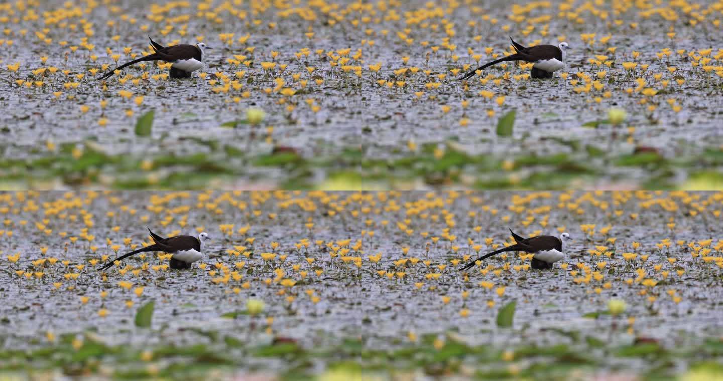 水雉在湖水中的花丛中休息