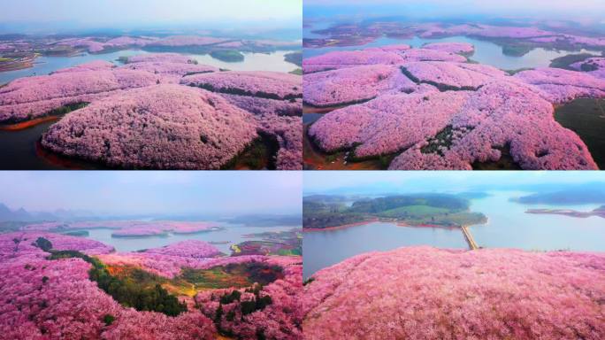 平坝万亩樱花园贵州贵安新区花海航拍