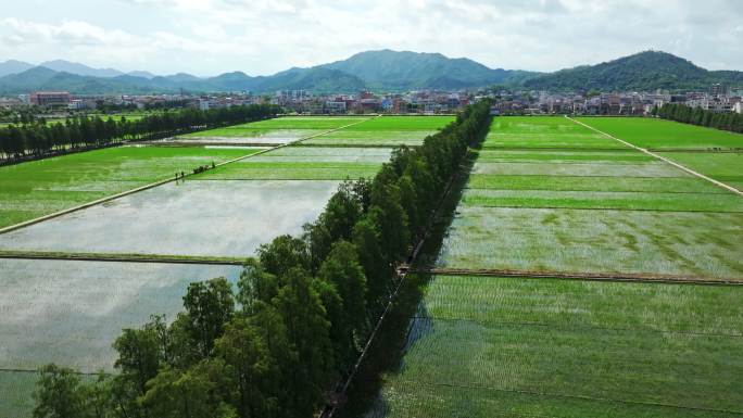 4k水稻种植秧苗粮食蓝天绿色稻田生态航拍