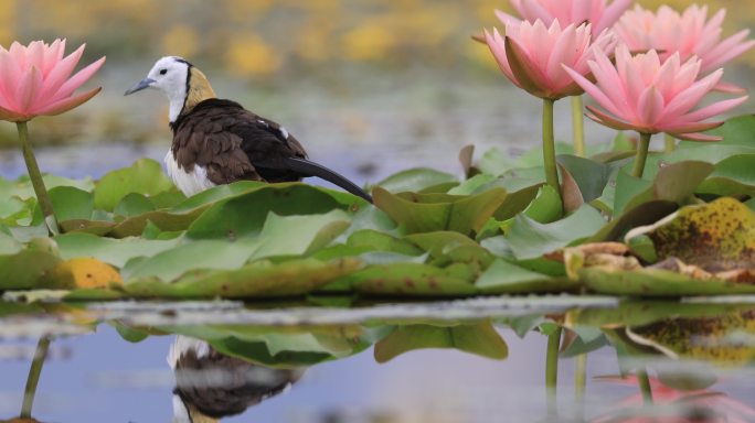 水雉和粉色睡莲组成唯美花鸟图视觉