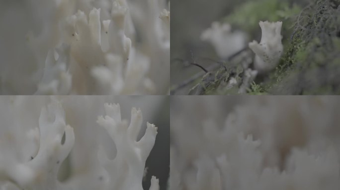 野生扫帚菌（4K LOGO）素材