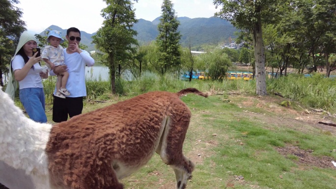 郴州东湖动物园可爱的羊驼5