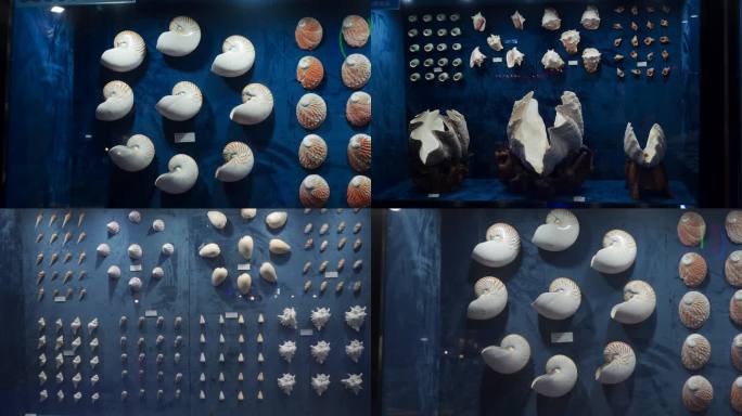 海底贝类化石展览馆