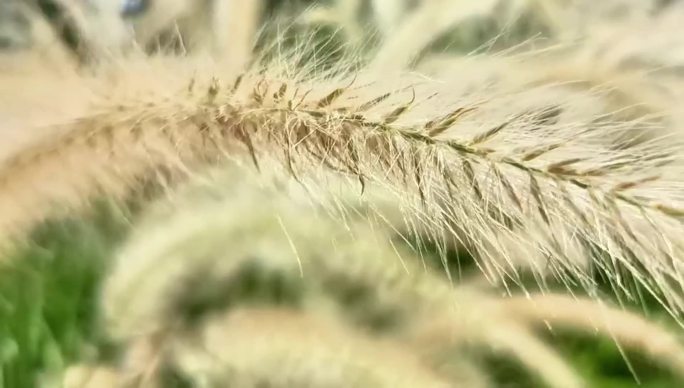 8月12日特写 巴毛草 空镜 转场 片头