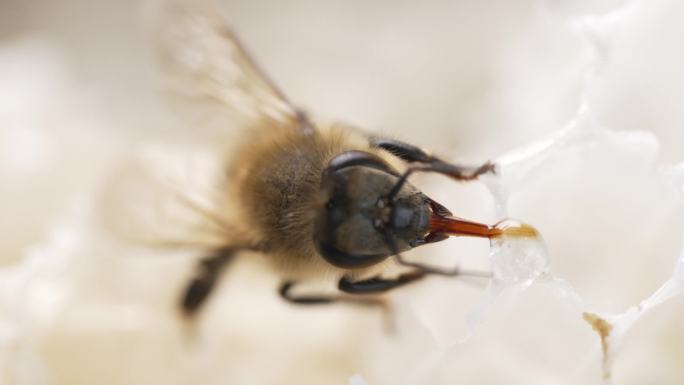蜜蜂采蜜高清4K素材