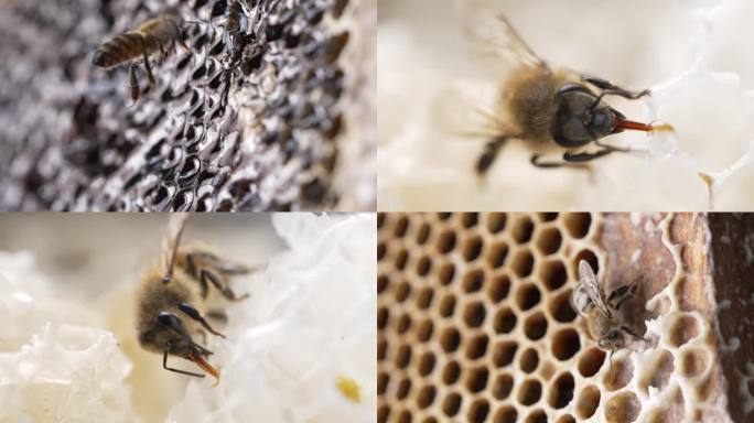 蜜蜂采蜜高清4K素材