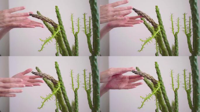 女性的手正在触摸一株身患寄生虫、干旱、晒伤或病毒的仙人掌。室内植物的死亡。找一个理由。家庭园艺概念