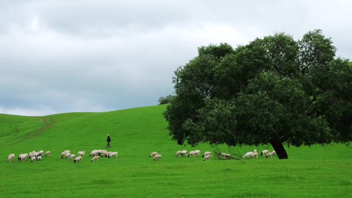 草原放羊