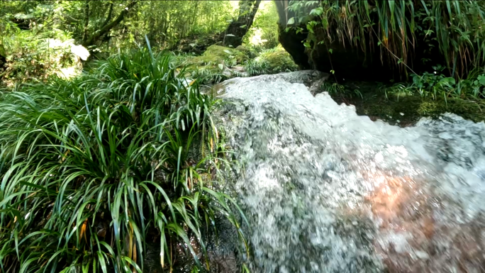 原始森林自然风景小溪清泉幽静山泉视频素材