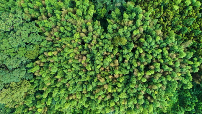 （原创）天然氧吧森林光影森林晨雾树林