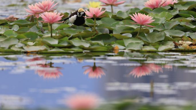 睡莲花开，水雉在花丛中