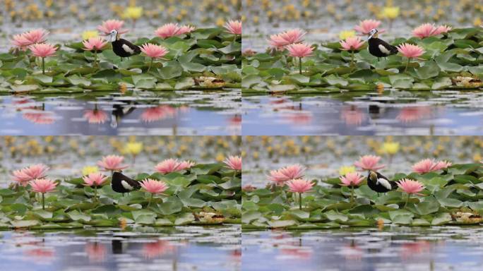 细雨中的睡莲与水雉