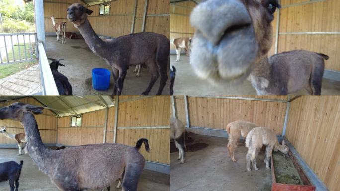 郴州东湖动物园可爱的羊驼2