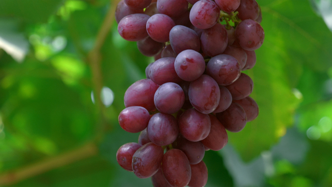 葡萄种植园葡萄成熟空镜