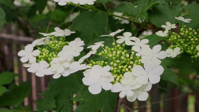 豆荚花在早春闭合