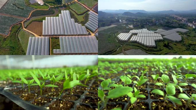 （原创）现代化温室大棚绿色农业育苗 种苗