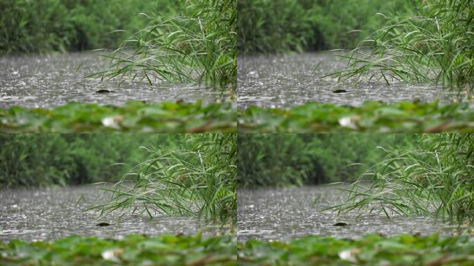 雨中的花草树木