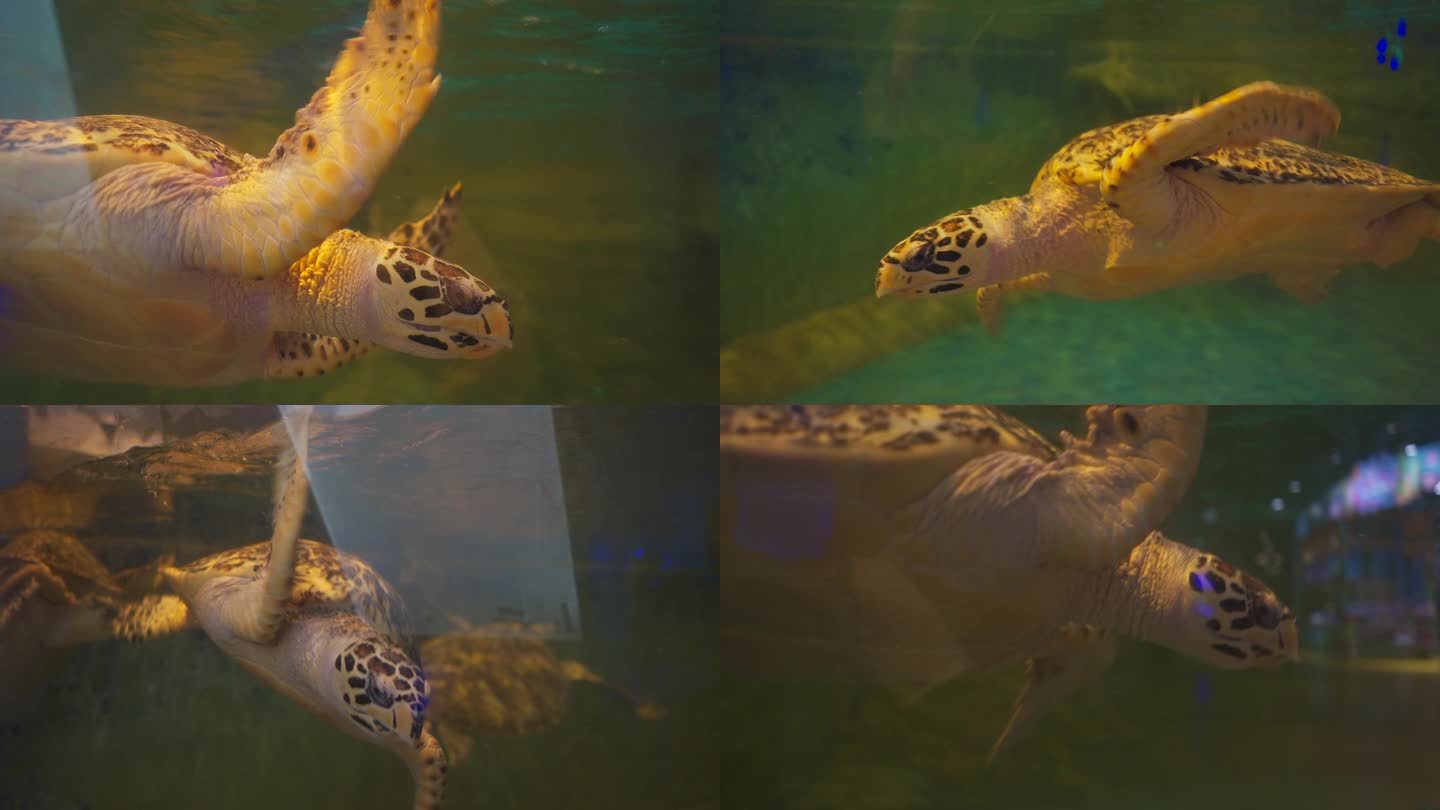 池子里的海龟