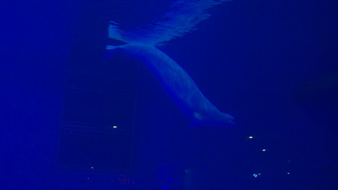 海底世界里的海豚人群剪影