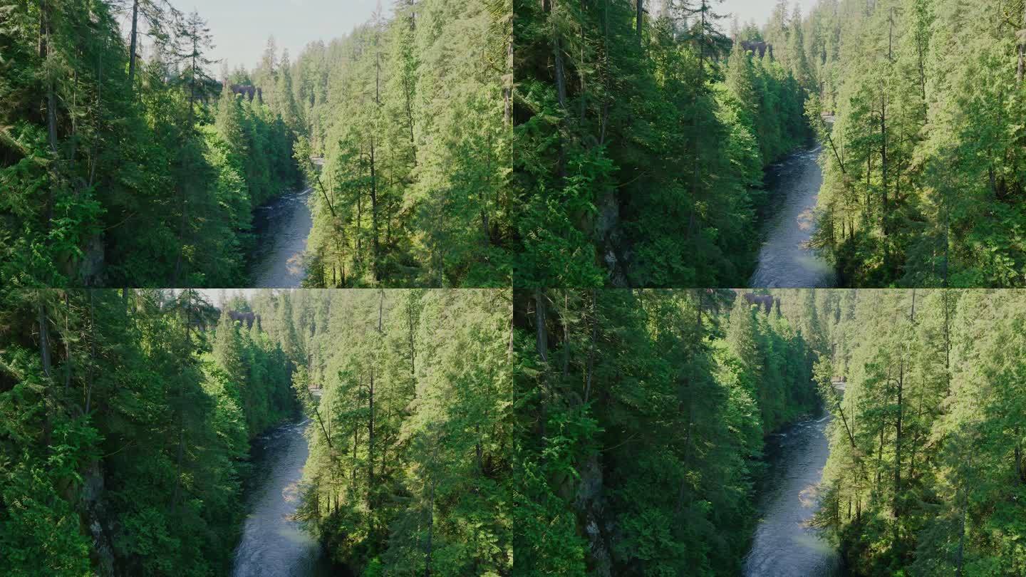 森林 峡谷 小溪 针叶林 阳光