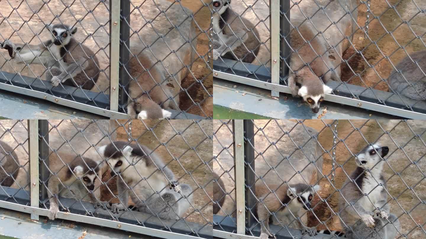 武汉动物园暂别市民，别急，还有这几家亲近动物的好去处 - 封面新闻