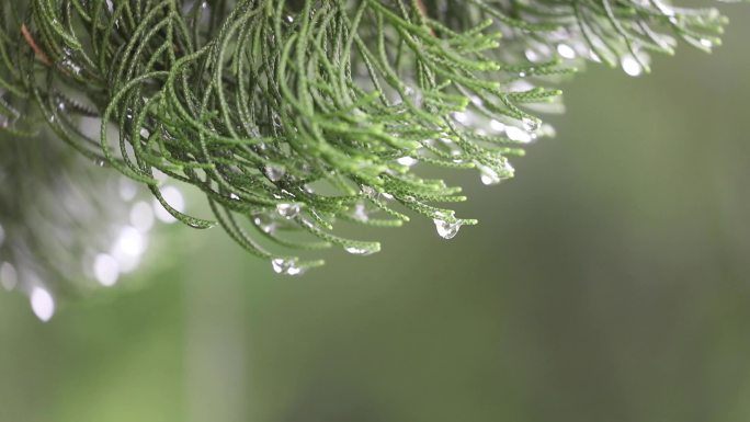 雨中的花草树木