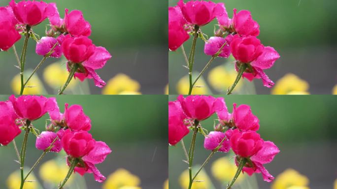 雨中的花草树木